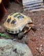 Horsfield : Female approx 4 years old (Lemon)